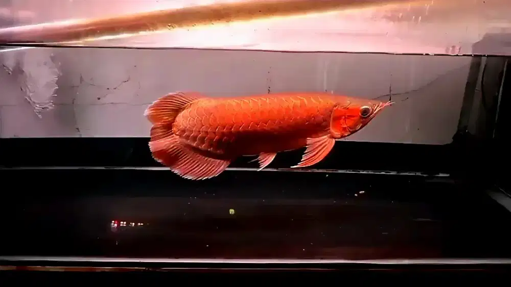 Arowana Super red no tail 35cm realpict nominus