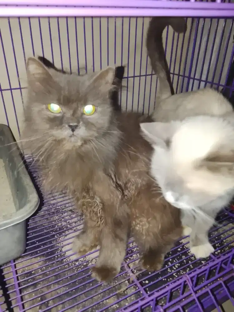 Kucing persia dan anaknya