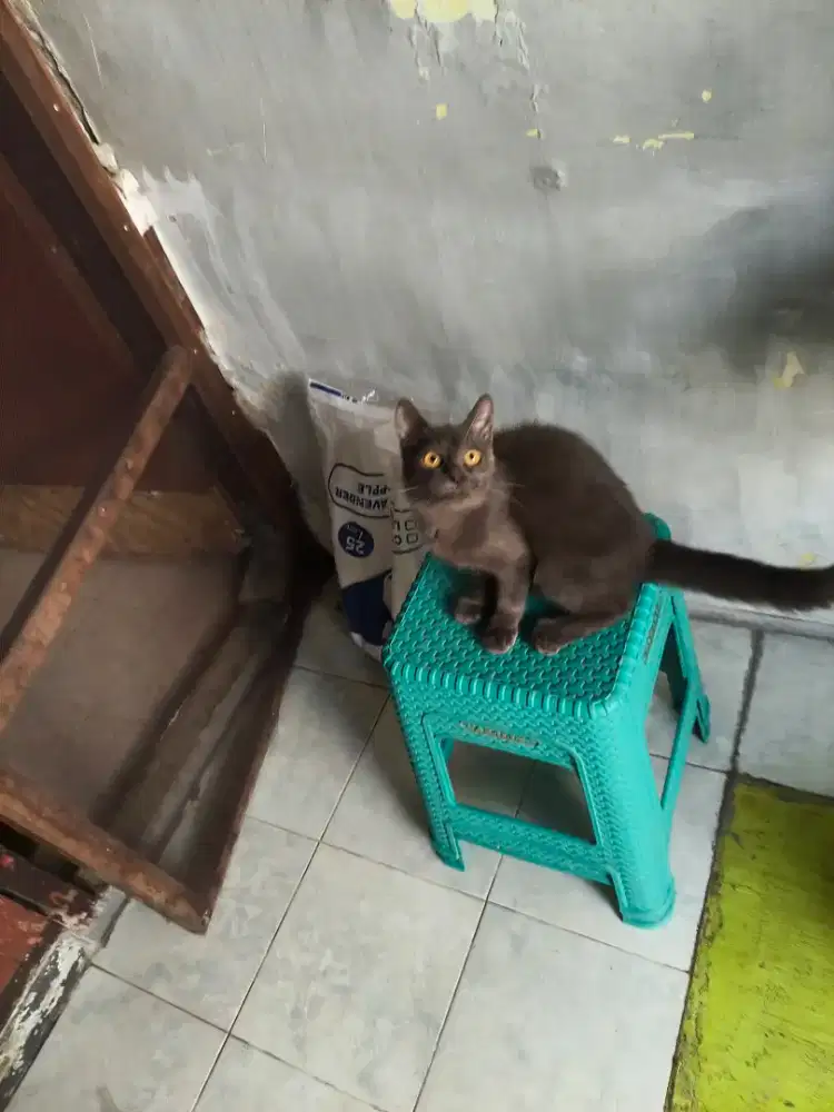 Kucing mix bsh jantan 5 bulan