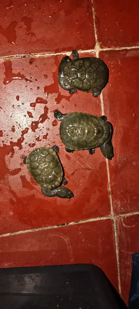 Kura kura siebenrocky