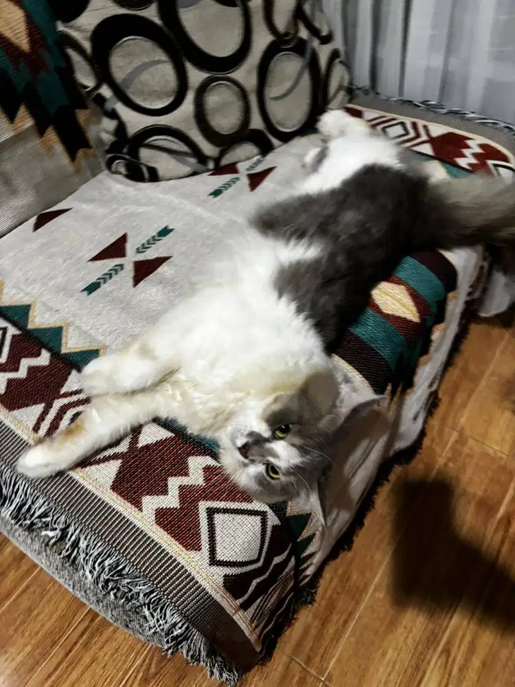 Kucing Jantan Persia-Medium