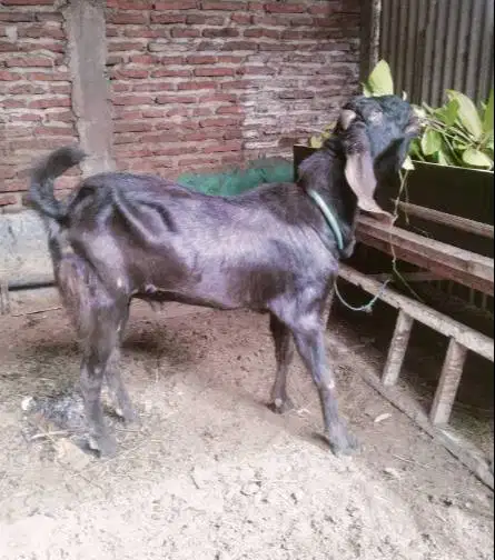 borongan 25 ekor kambing qurban 30-35kiloan buat pedagang kurban puas