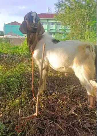 paket 25 ekor kambing jantan 30-35kilo buat pedagang qurban musiman ok