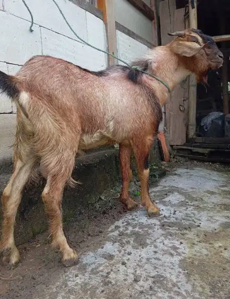paketan 25 ekor kambing jantan 30-35kilo buat pedagang kurban musiman