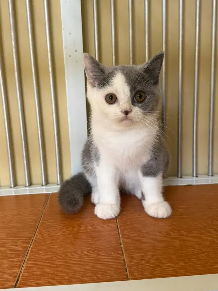 Kucing Brithis short hair