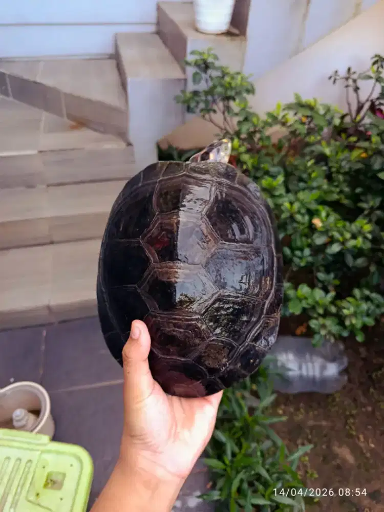 Kura kura unifilis indukan jantan