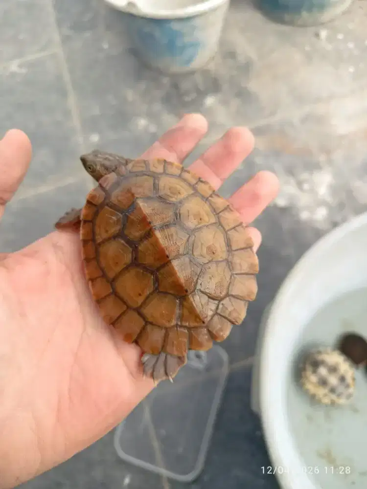 Kura kura dapink medium