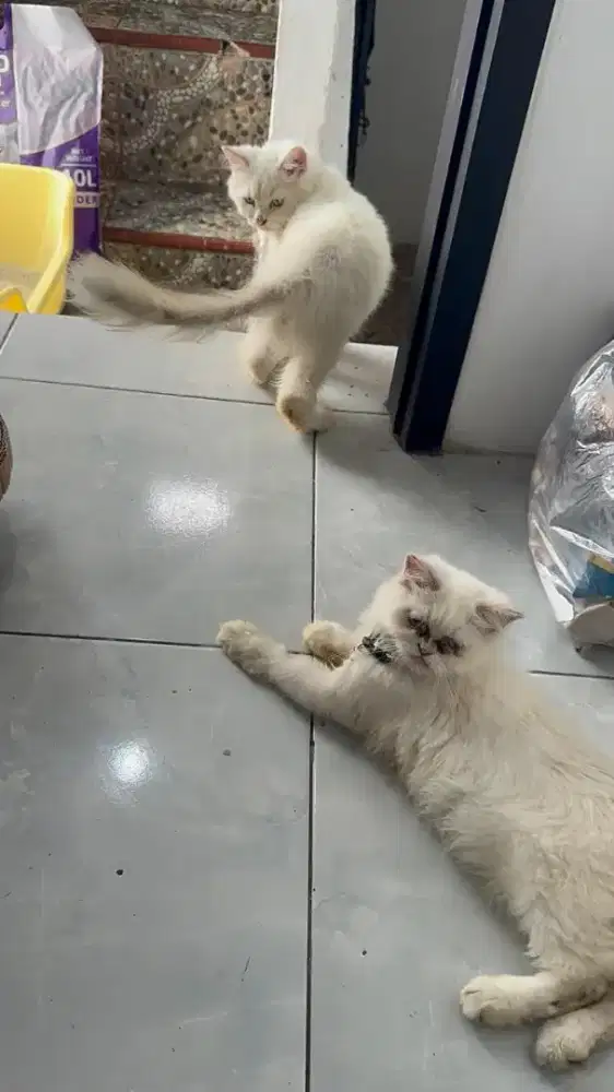 Lepas adopt kucing persia himalaya 3 ekor