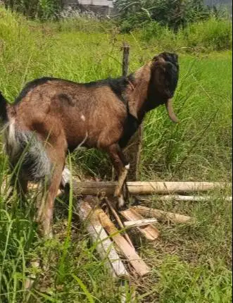 25 ekor kambing jantan 30-35kiloan buat pedagang kurban musiman manteb