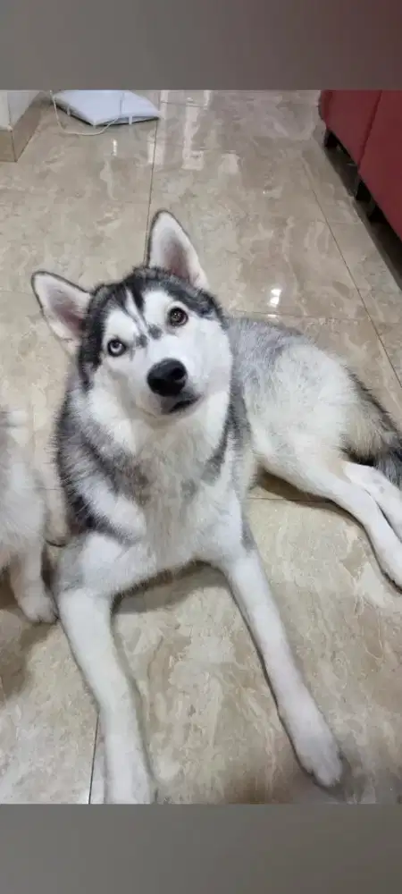 Open adopt husky 8 Bulan