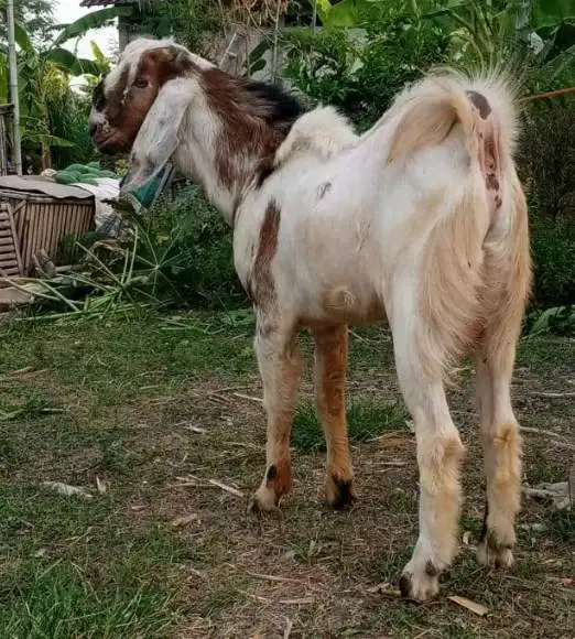 25 ekor kambing jantan 30-35kilo buat pedagang kurban musiman rawatan