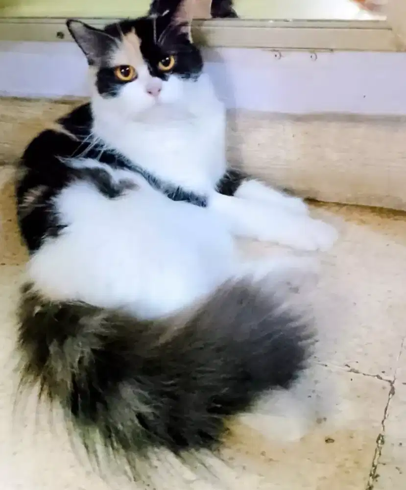 Betina munckin ns proven 1 x