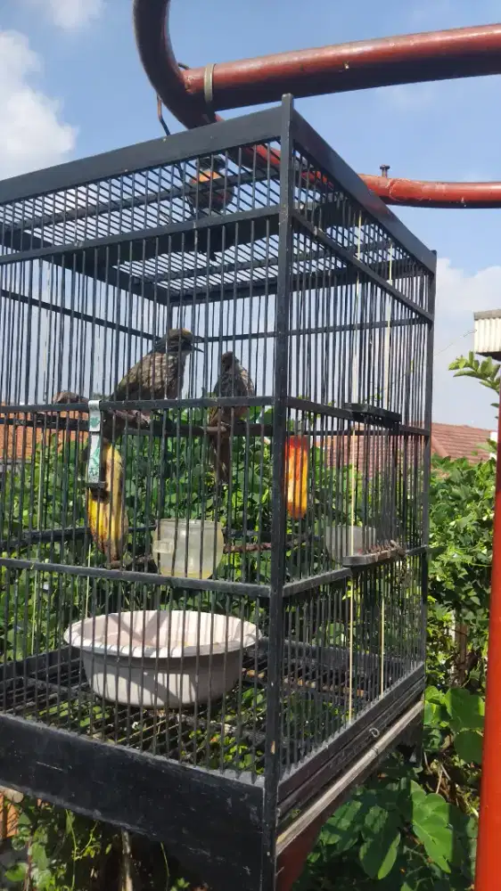 Jual burung cucak rowo sepasang