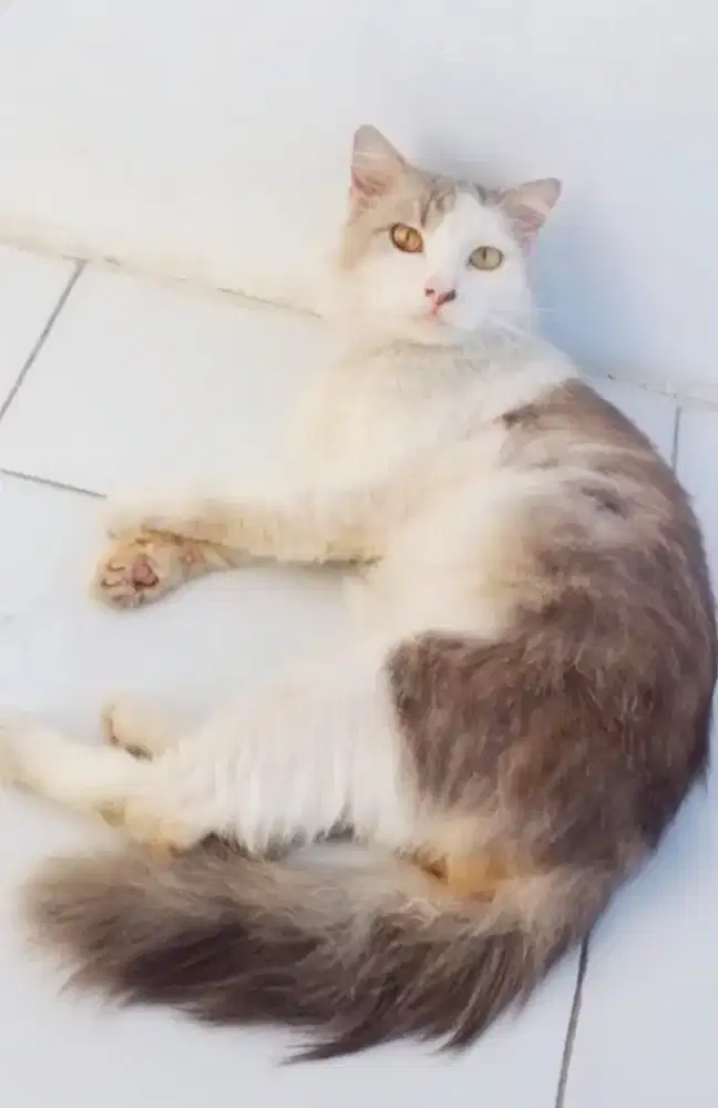 Kucing Persia Jantan dewas
