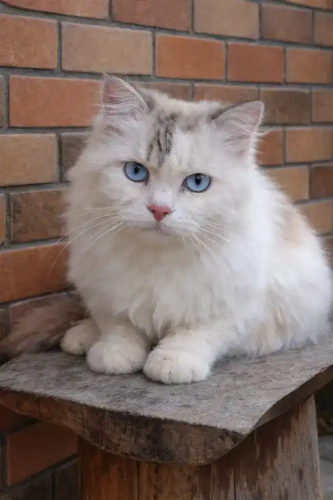 Regdoll jantan 7 bulan