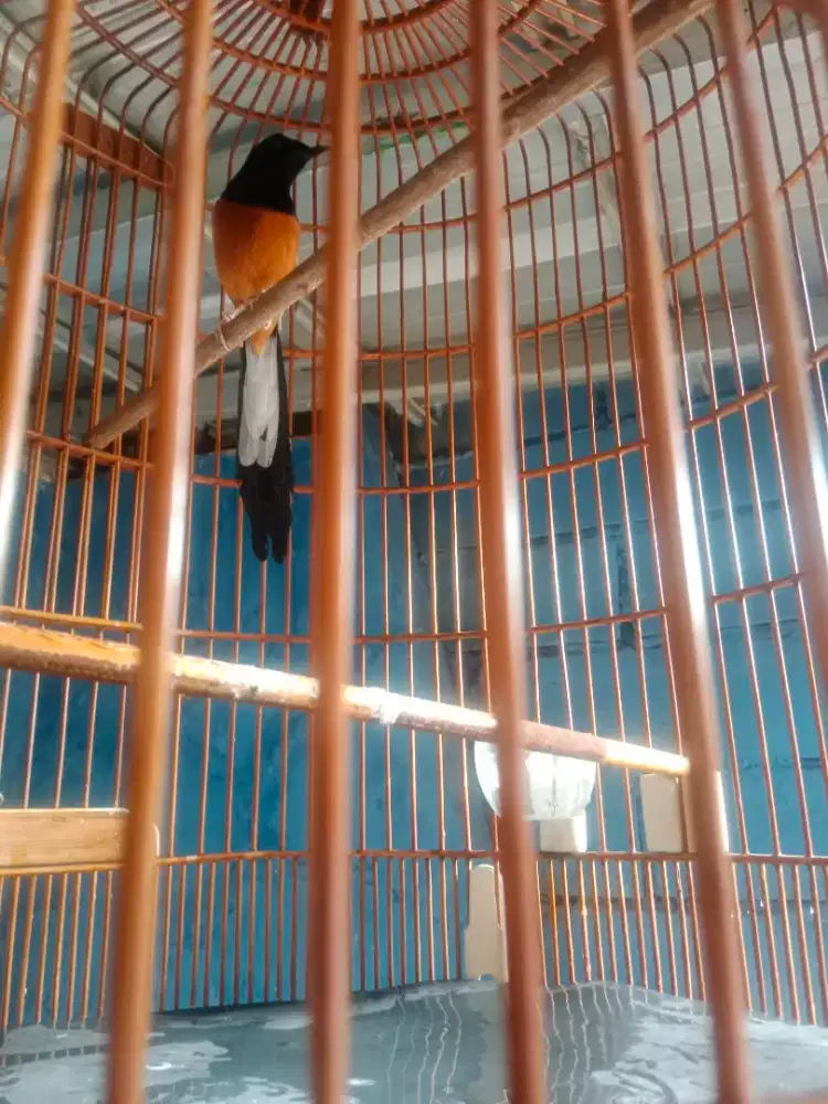 Murai mh body gede gaya tarung kya minion