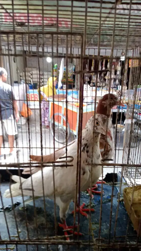 Burung dara pasangan