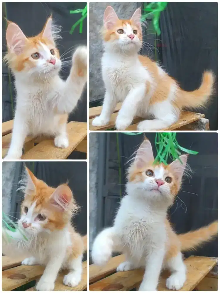Kucing kitten Mainecoon jantan nonped mantap