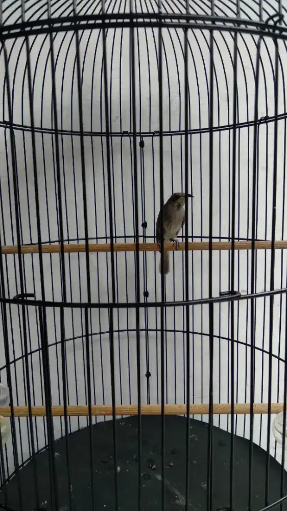 Burung Kolibri Dua 80rb