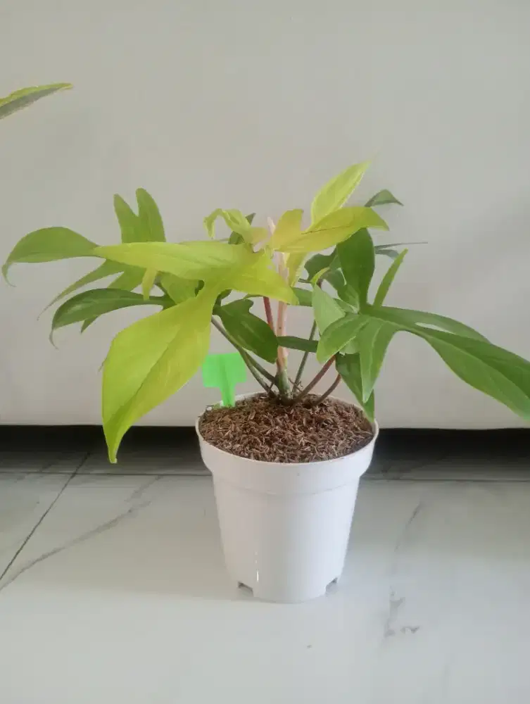 Jual Tanaman Hias Pilo Gostmint