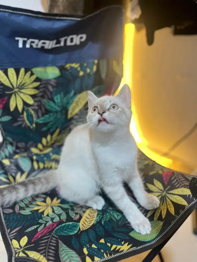 Kucing BSH x Scottish Fold Highland