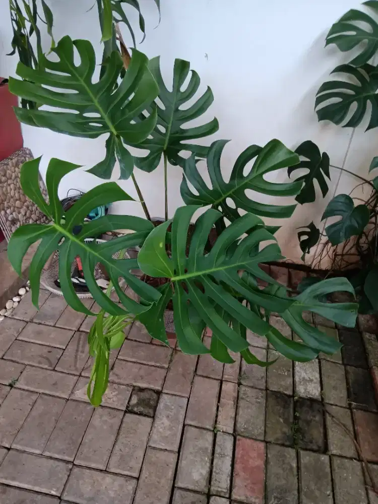 Dijual tanaman monstera besar dan sehat.