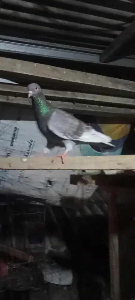 Merpati santinet dan lokal sepasang