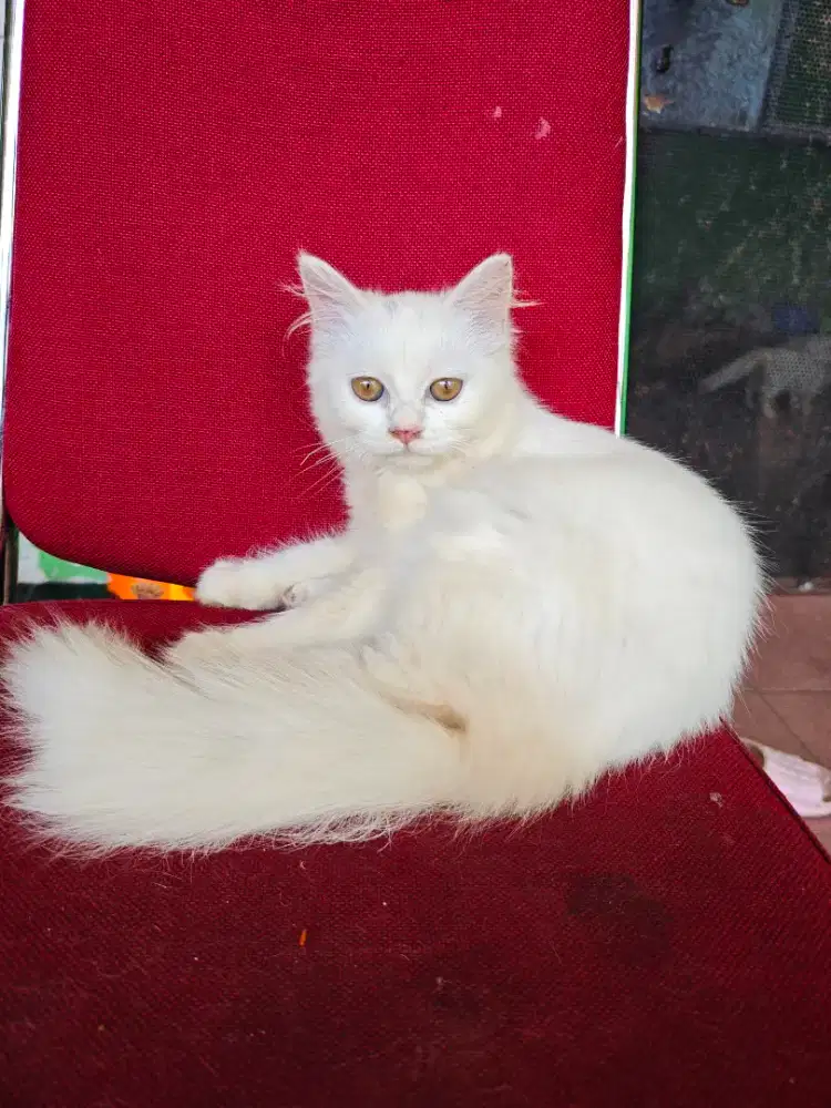 persia mix munchkin betina 3bulan up