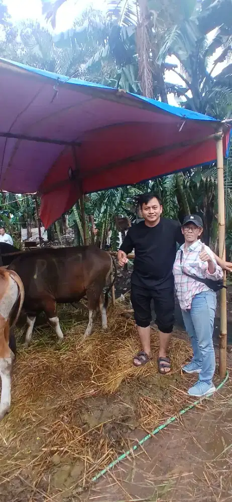 Menjual hewan qurban sapi