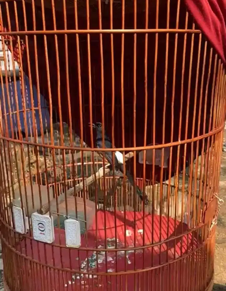 Murai batu pastol 8blm