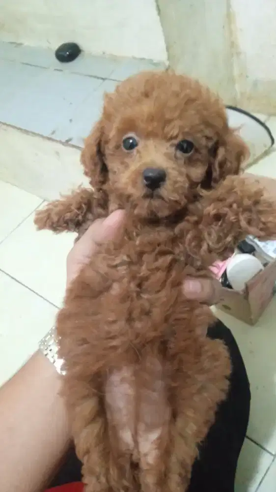 Tiny Red poodle stb vaksin