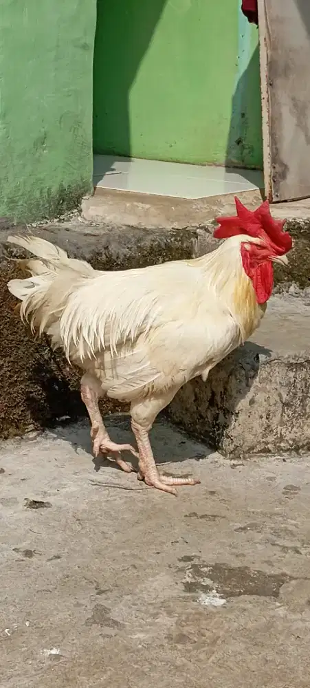 Ayam Pelung Putih