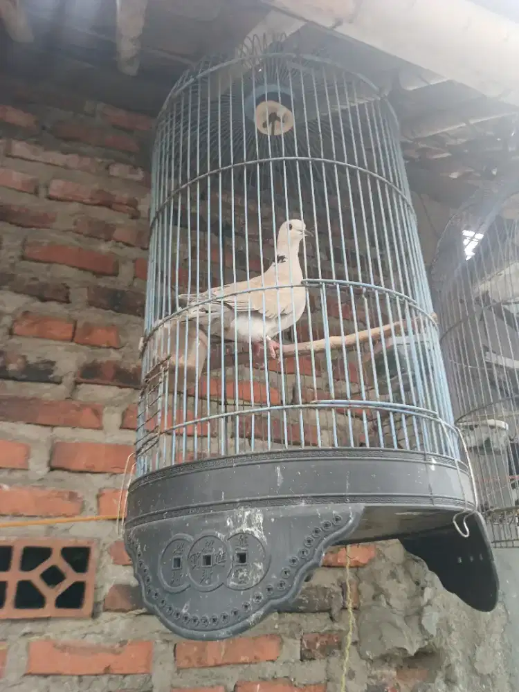 Jual burung semi puter pelung ud bunyi fullset