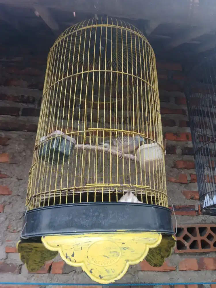 Jual burung perkutut lokal kakiny silang fullset
