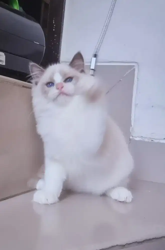 Ragdoll blue bicolor Jantan kitten 3 bulan anakan pedigree