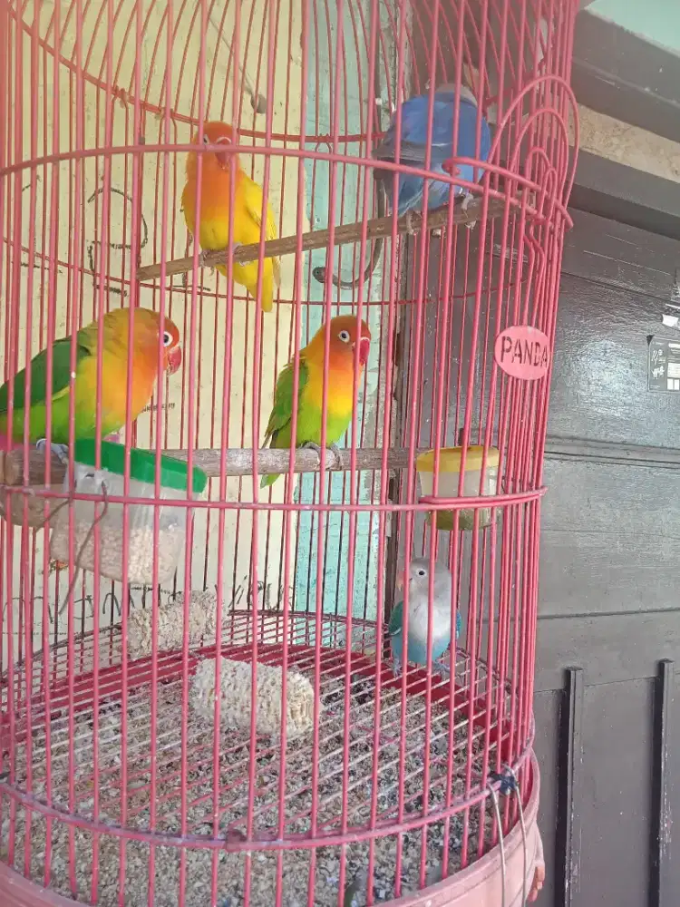 Jual burung lovebird dewasa