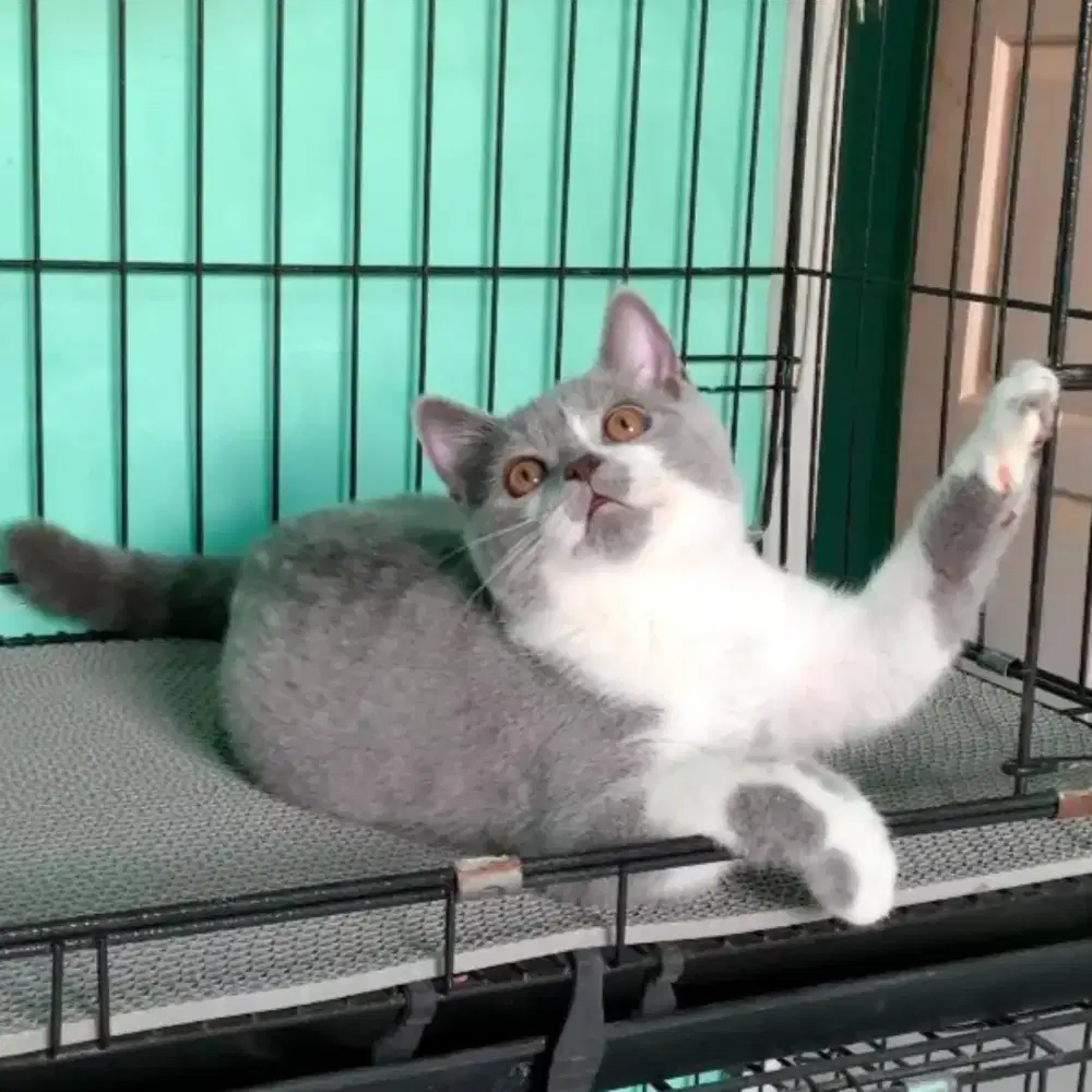 BSH BRITISH SHORTHAIR BICOLOR LINE CHINA
