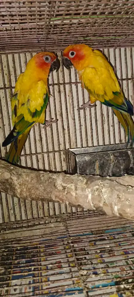 Burung sun conure dewasa 1psng