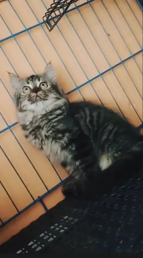 Si mujair betina 3bulan corak warna mujair manis