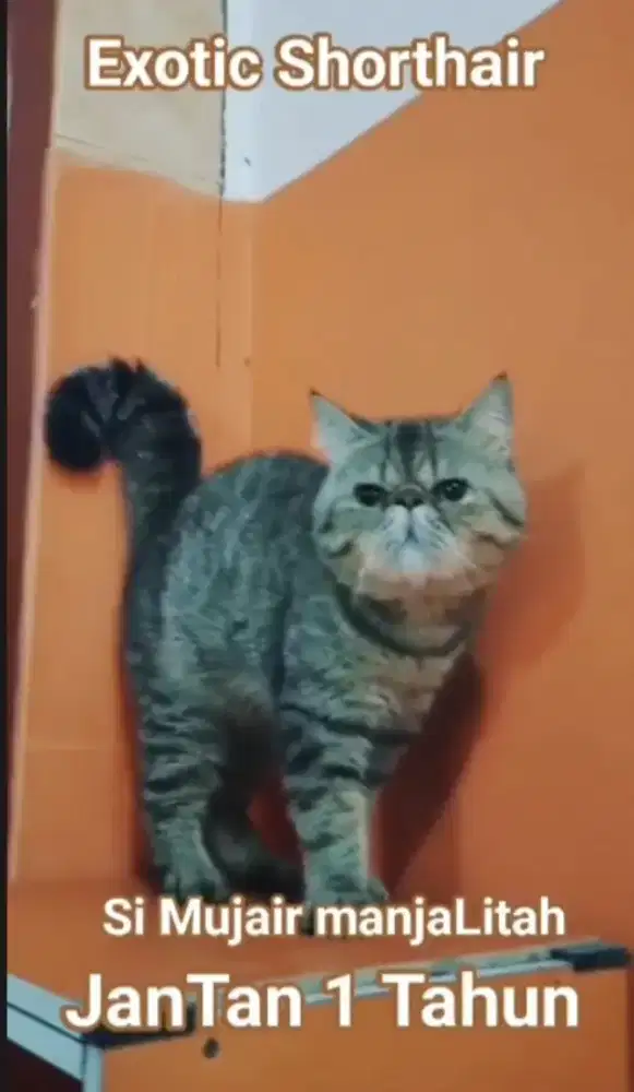 Peak exo jantan super bulat