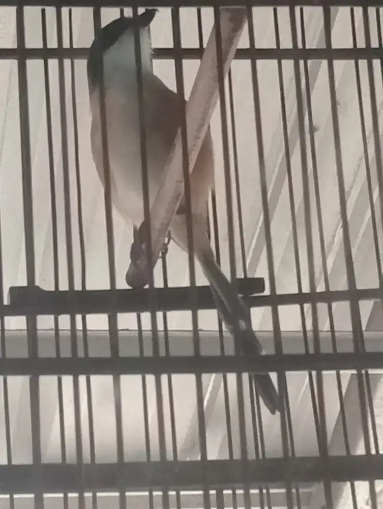 Pentet gacor isian banyak