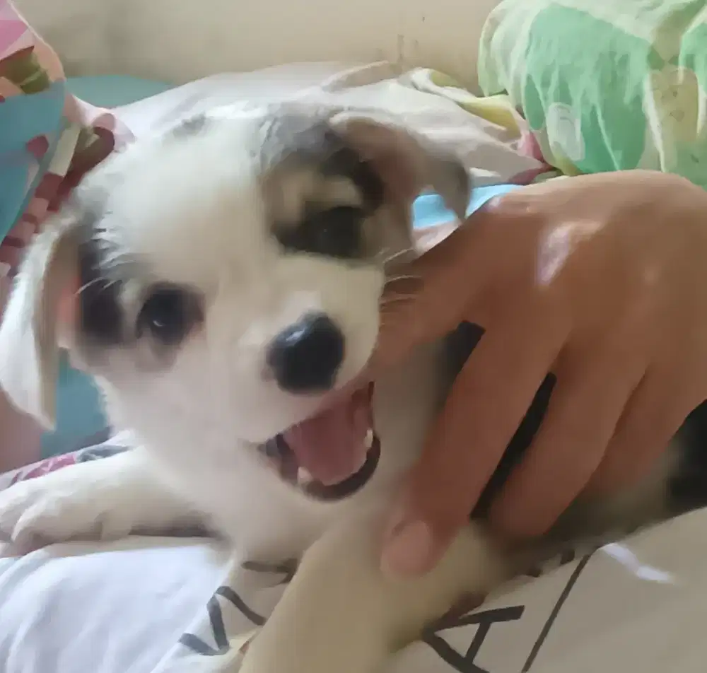 Corgie puppy betina 1,5bln.