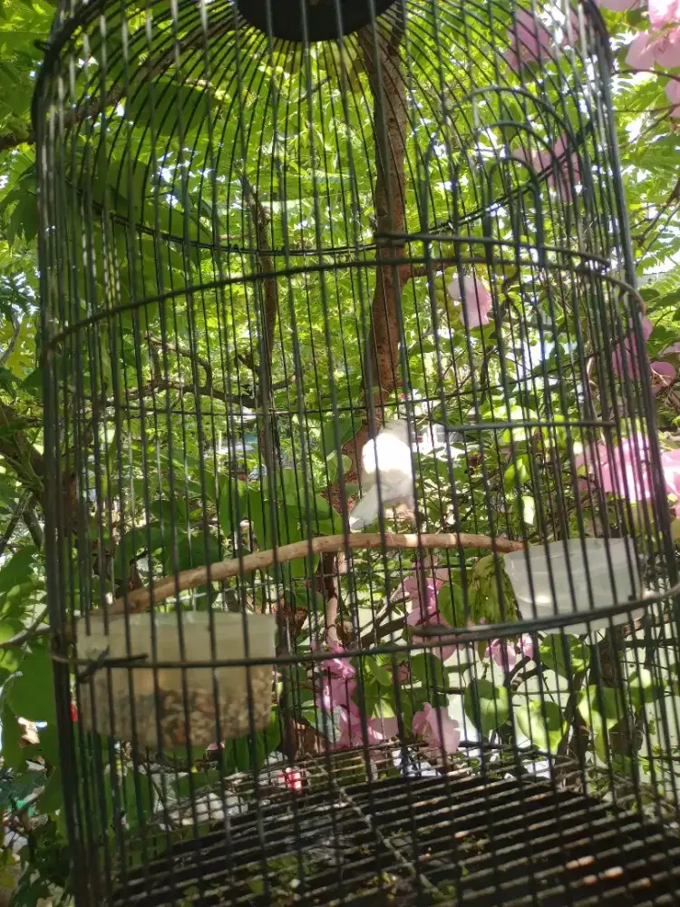 Burung kenari putih sehat jantan