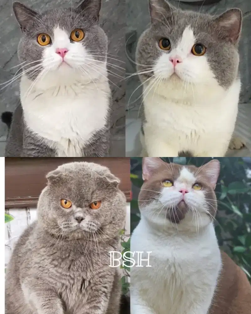 Jasa pacak Kucing British shorthair SF Triple fold BSH cinnamon