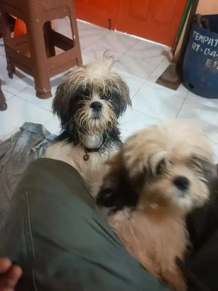 Anak Anjing ShihTzu