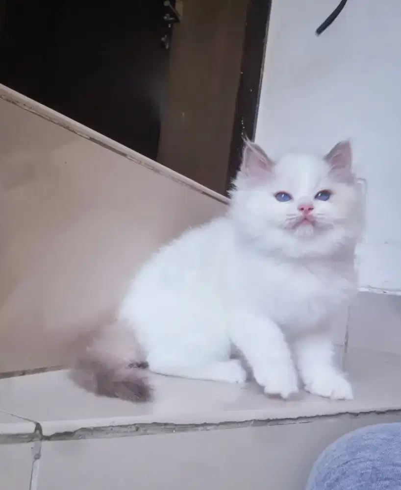 Ragdoll anakan pedigree mismarked jantan