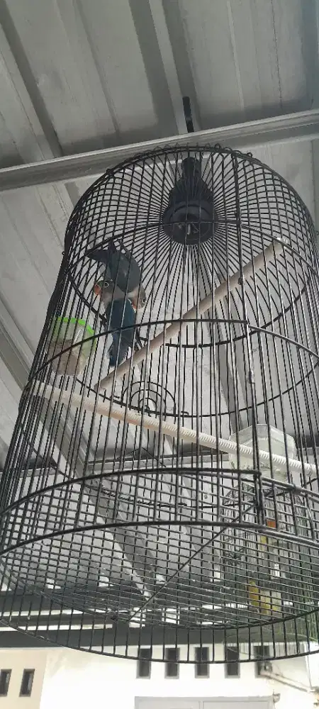 Burung lakbet warna birub