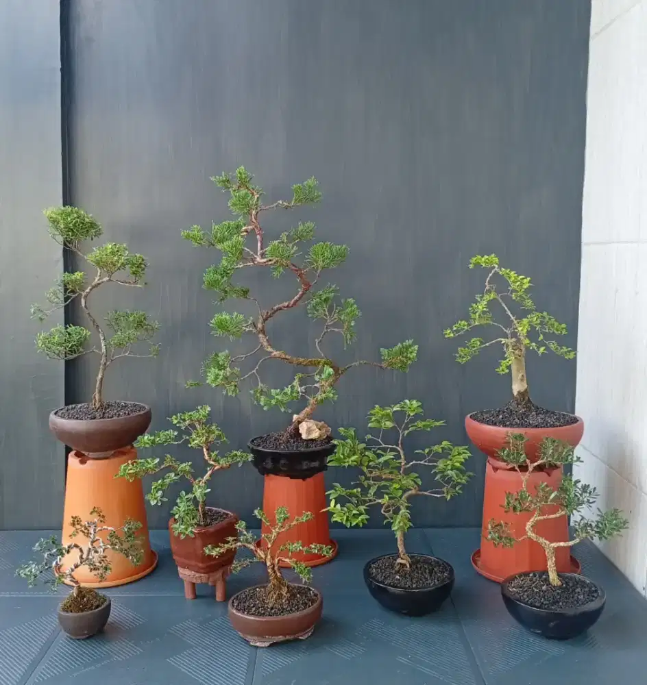 Borong murah mini bonsai 8 pohon