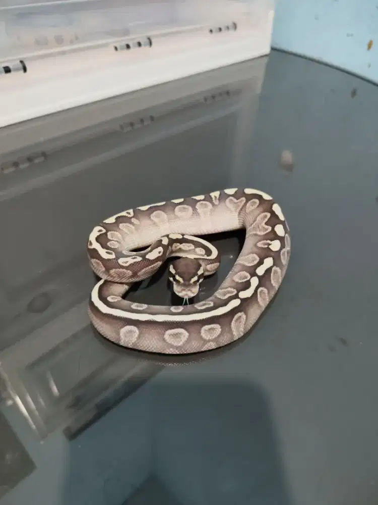 ballpython ghi lesser het clown male