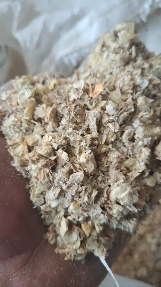 Tumpi jagung pakan ternak